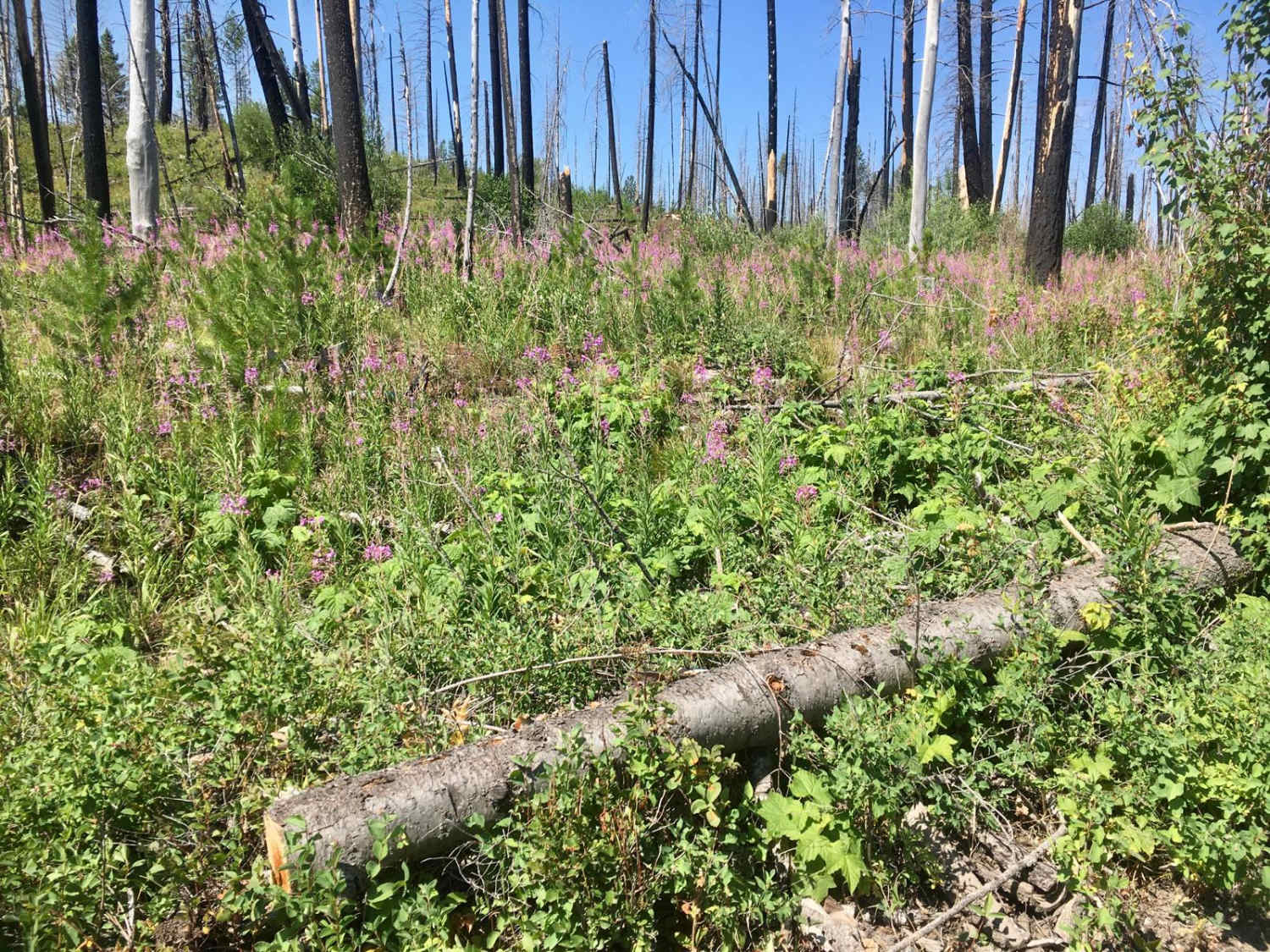 Stonewall Creek Road - FS 607E