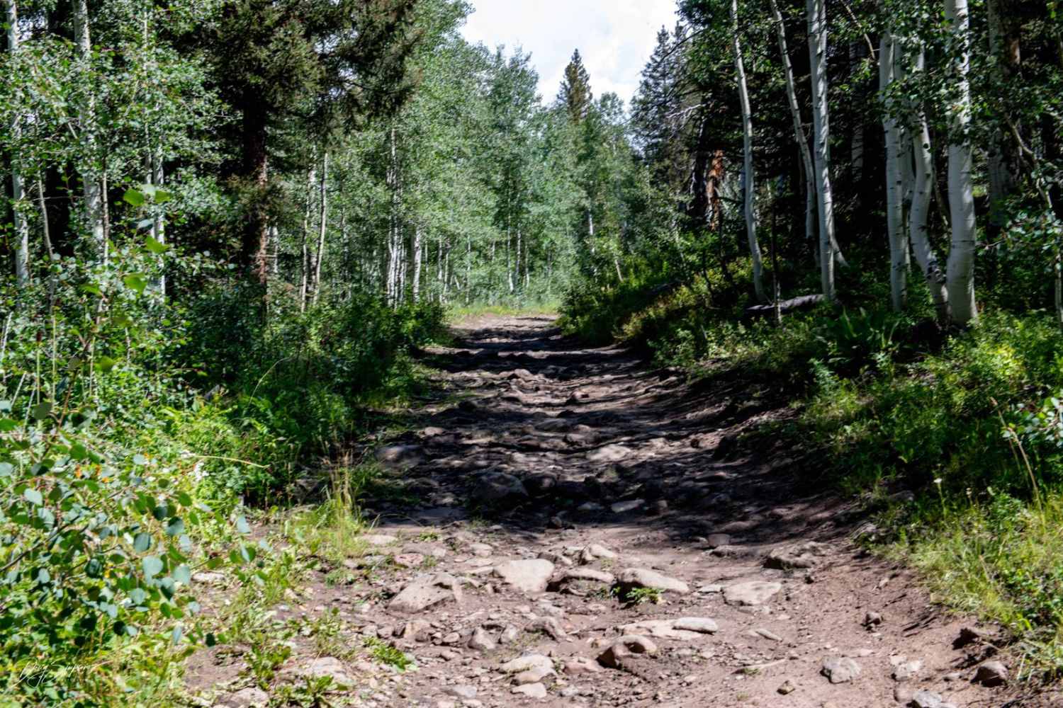 Ellington Creek Road/ FR 128