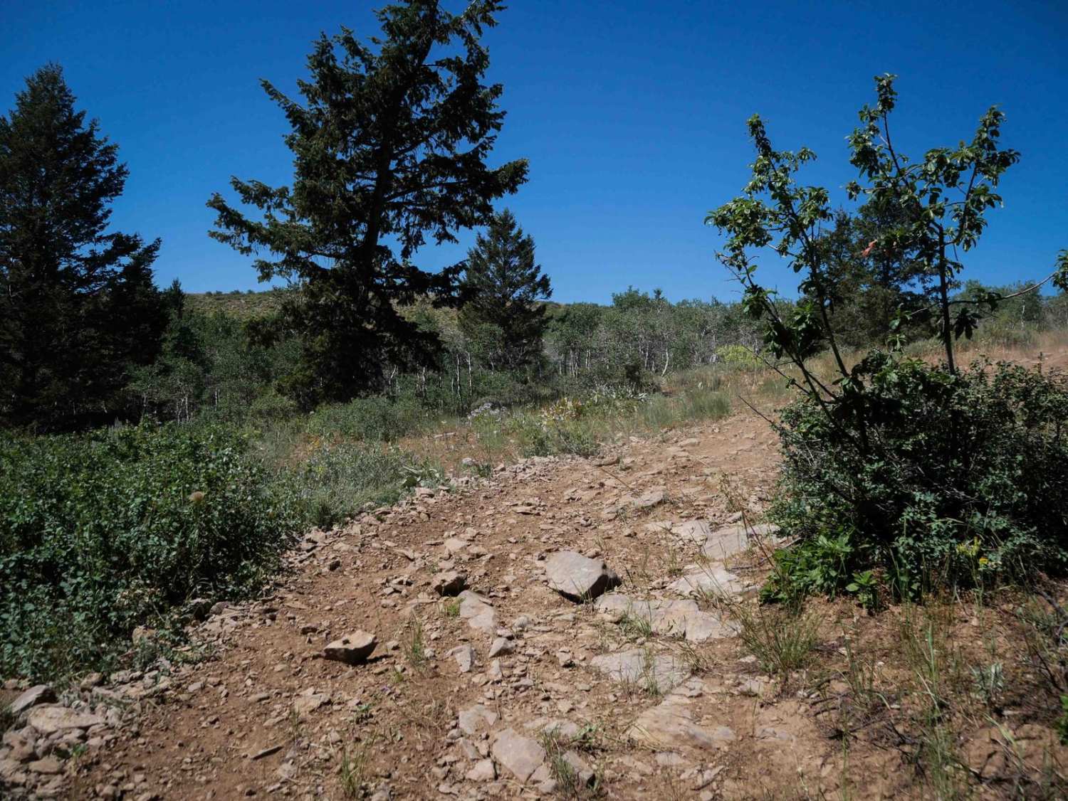 Wood Canyon Loop #5249