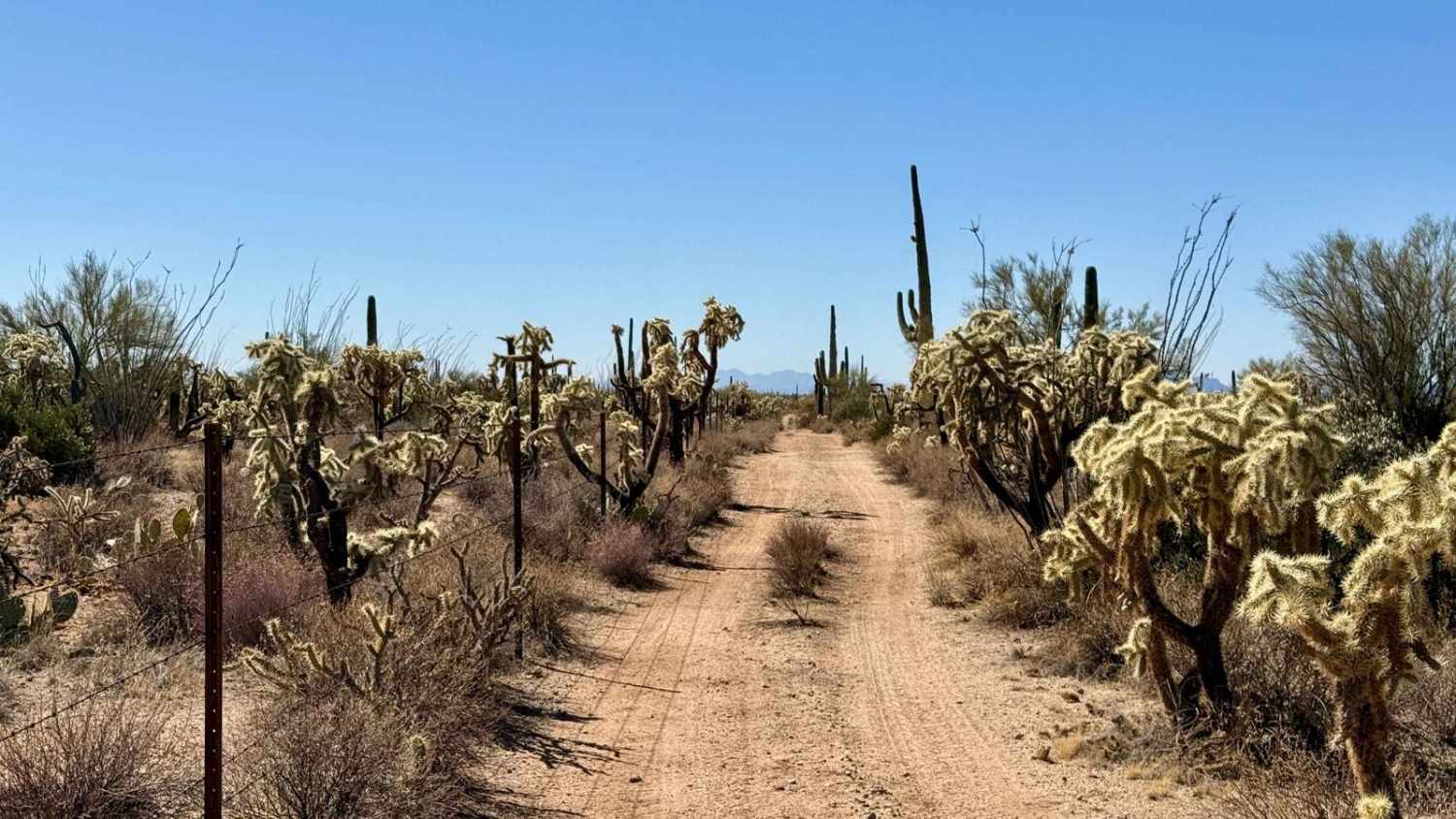Chasing Cholla