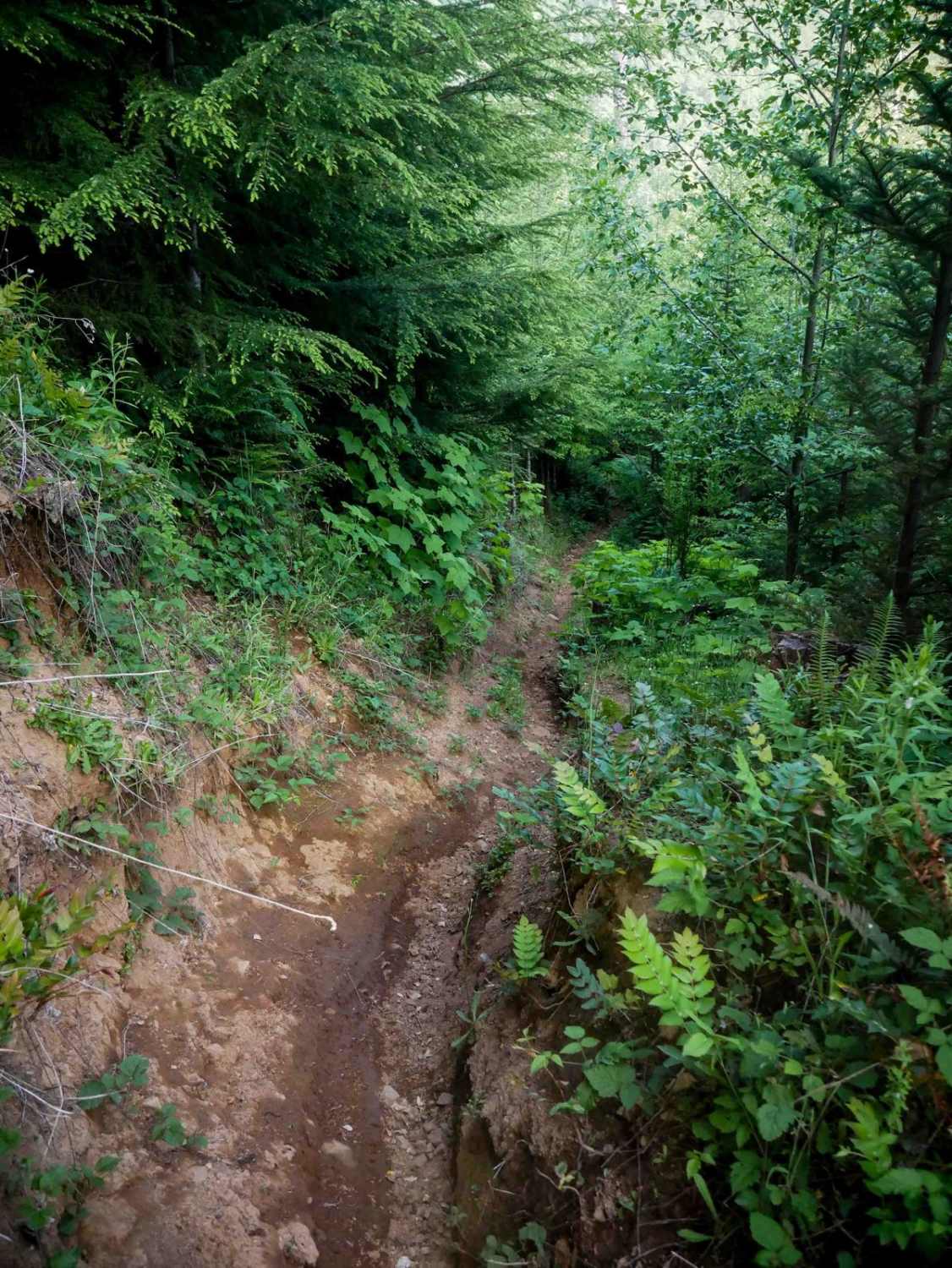 Maddogs Pumpkin Patch #38 (Extreme) 