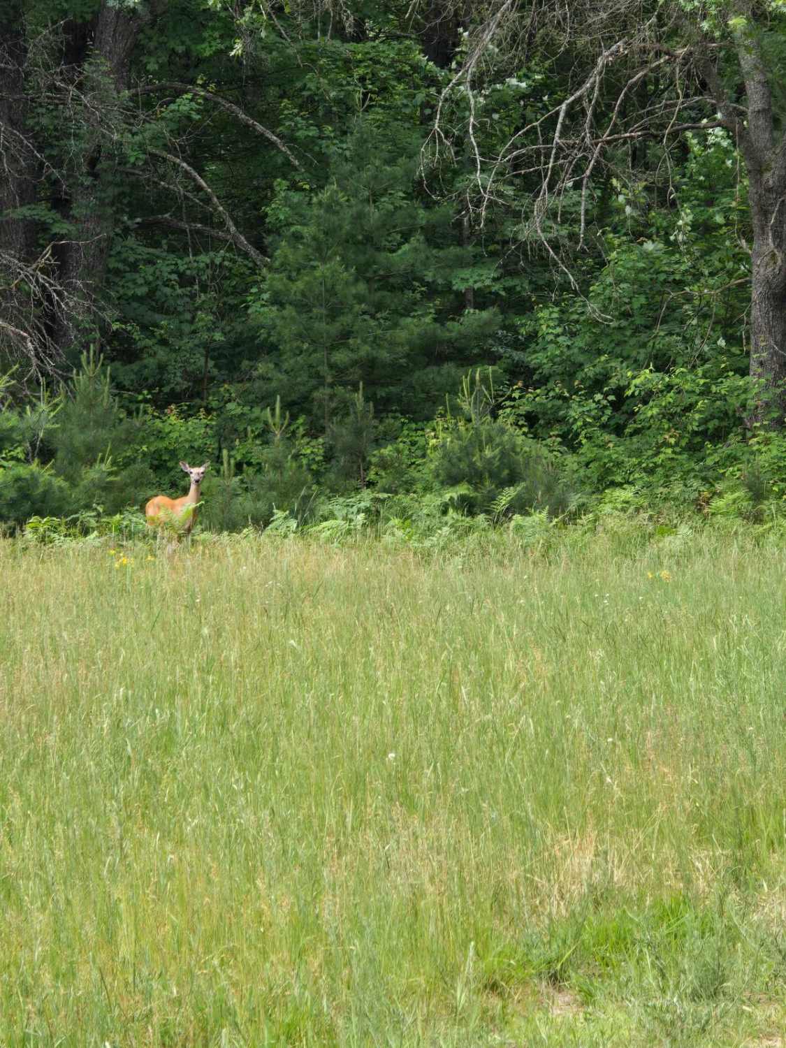 Piper Lake Rd