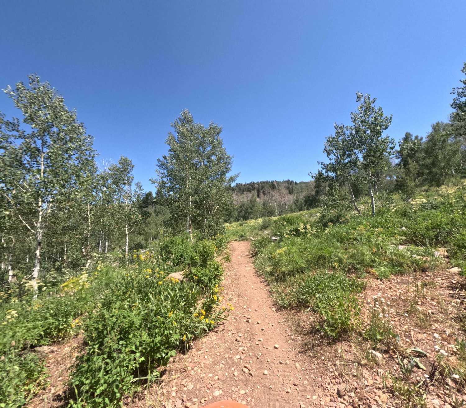 Rock Spring - FS 8101