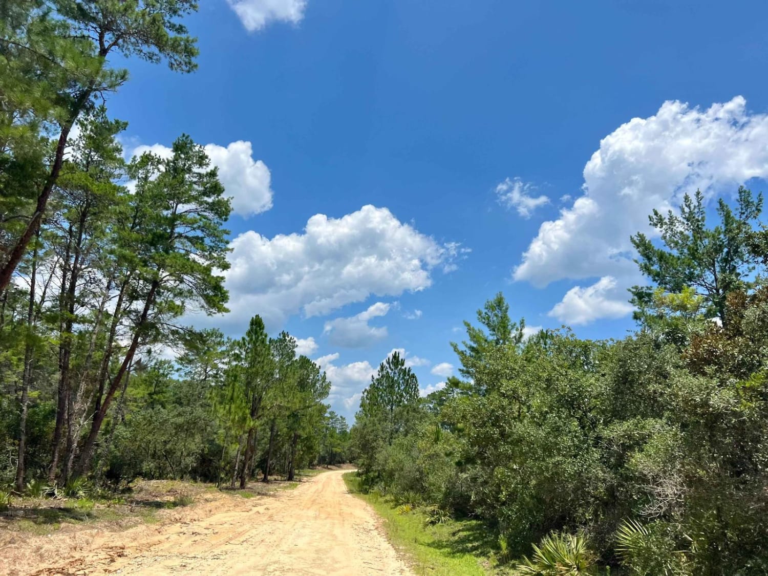 Ocala National Forest | Trail 33