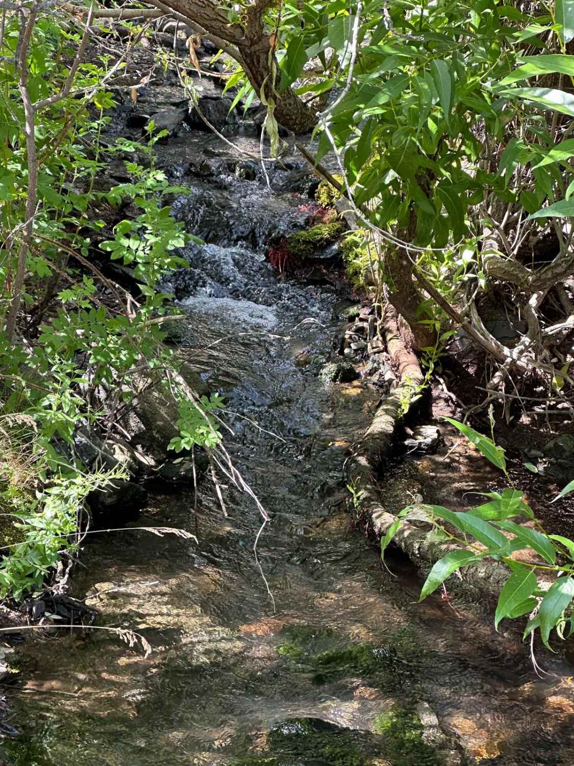 Abel Creek
