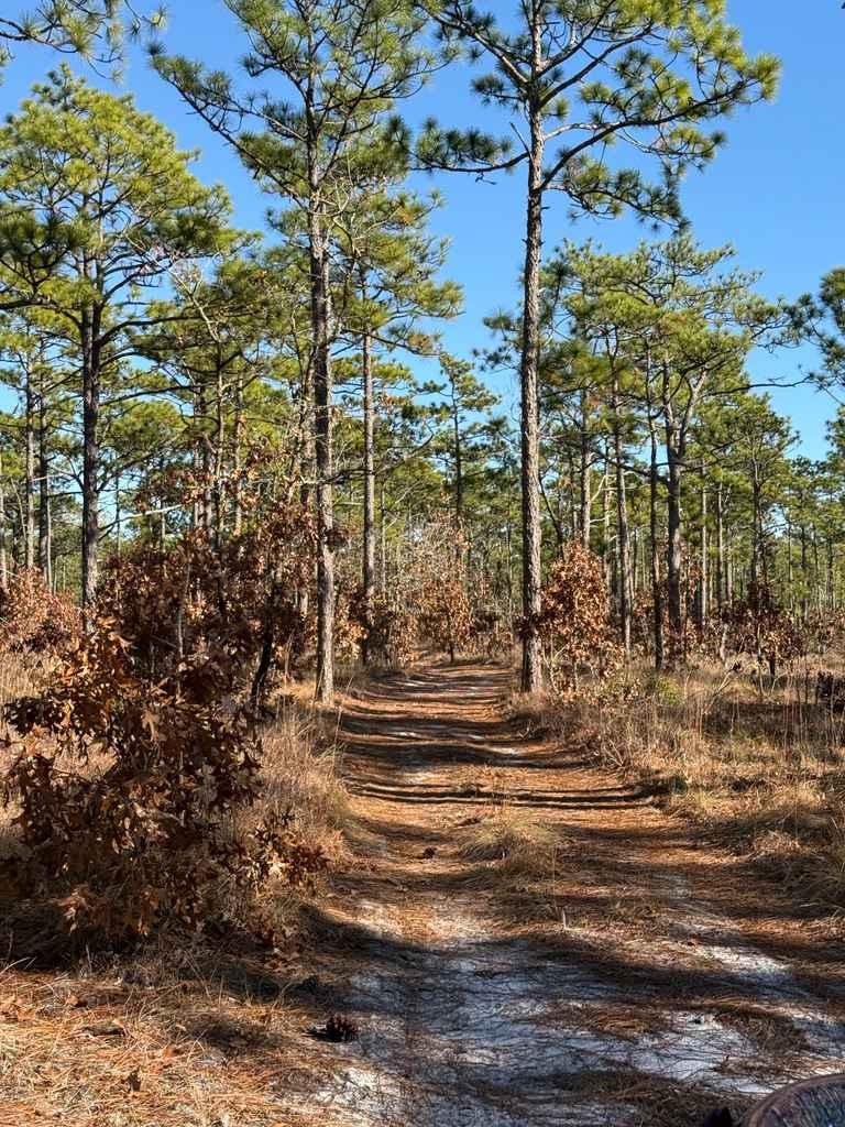 Bogue Road Spur 3