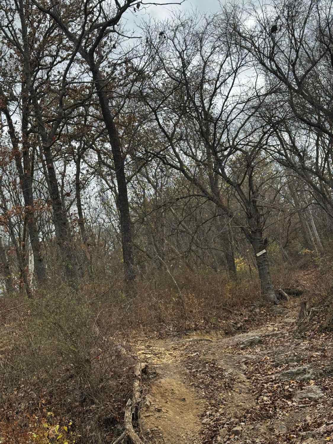 AXC Kids Loop