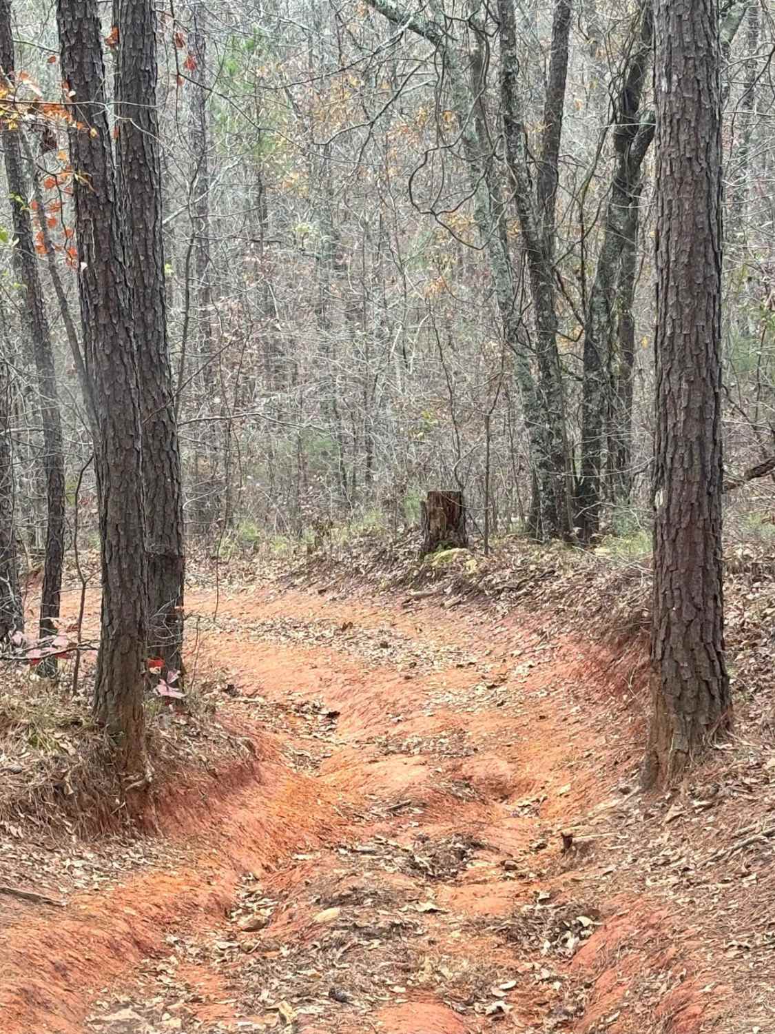 Magnolia Trail