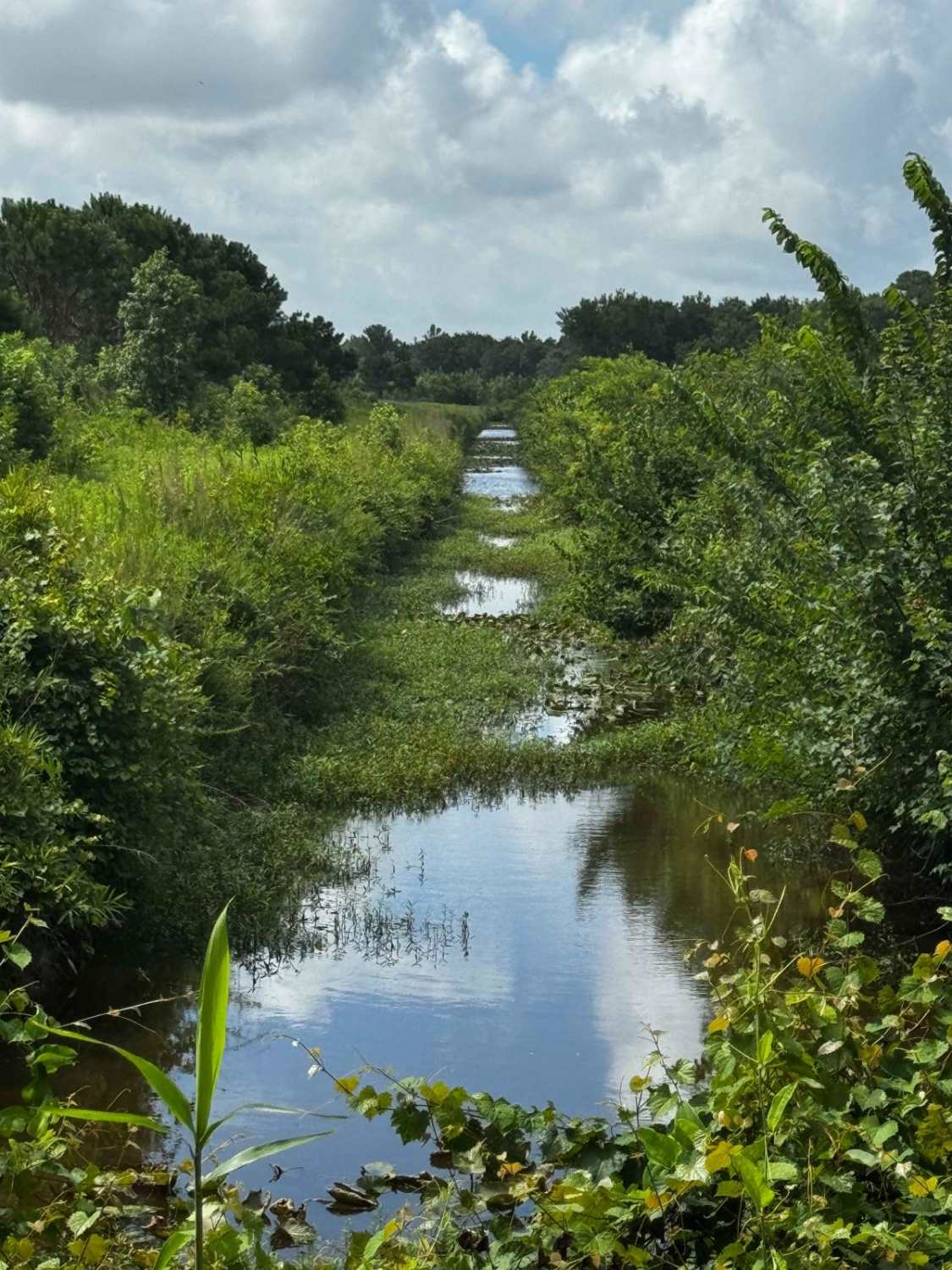 Middle Road - Pocosin Lakes National Wildlife Refuge