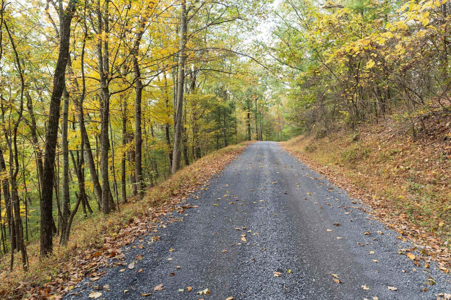 Greenlee Road 