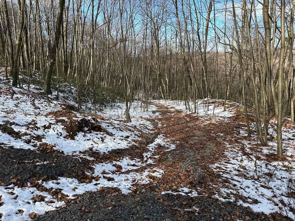 Locust Gap 81