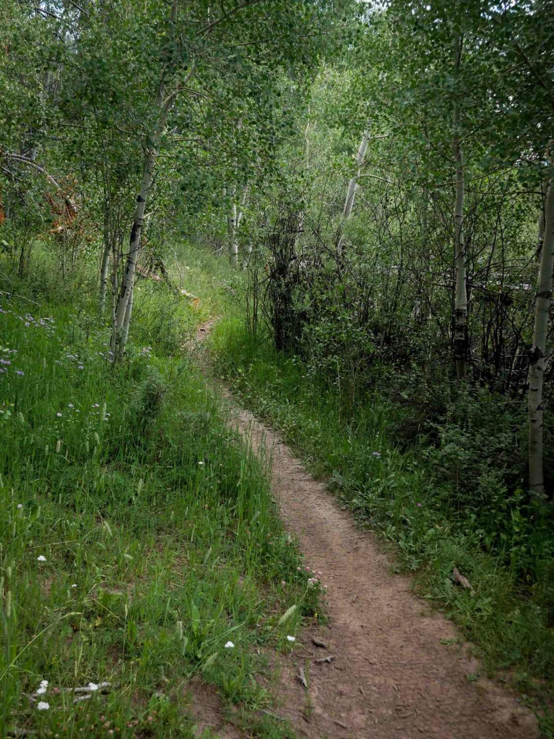 Radial Mountain Trail