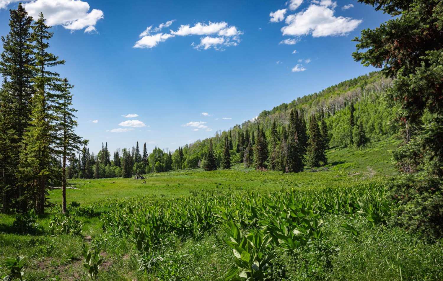 Heber Mtn (FR 70096)