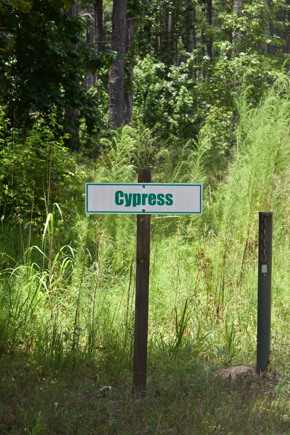 Cypress Swamp Trail