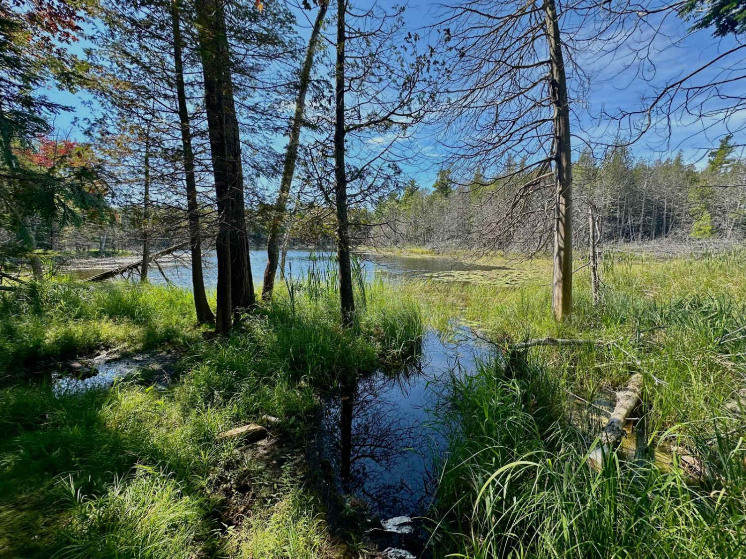 Deer Lake Road