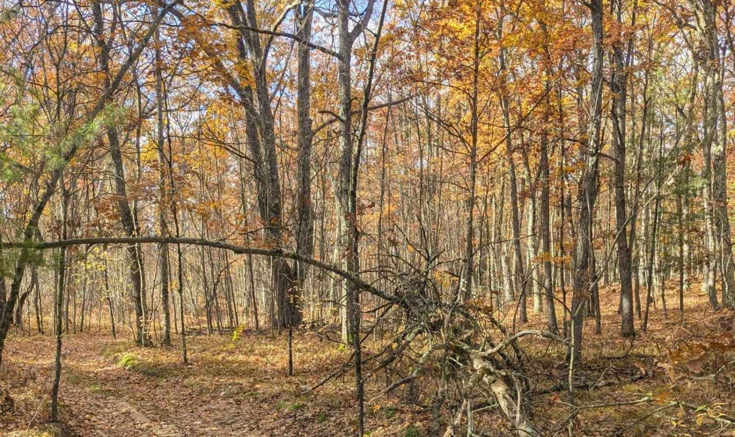 An Inside Trail at Tin Cup