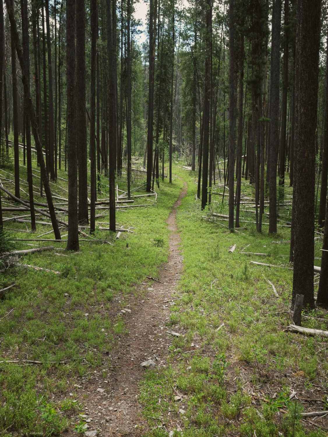 South Fork Sheep Creek 