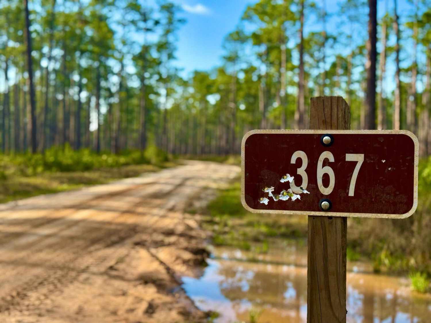 Gibson Trail- FS 367