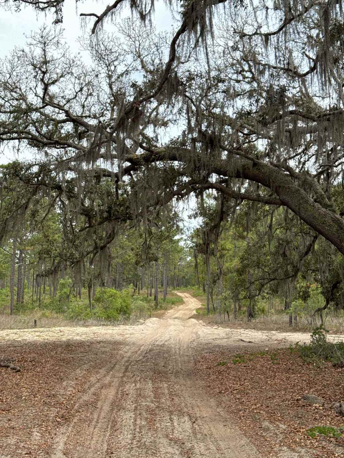Ocala National Forest 63