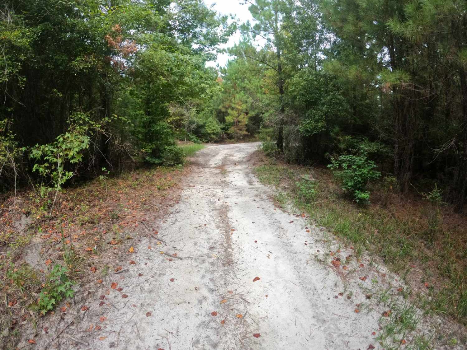 Trey's Trail
