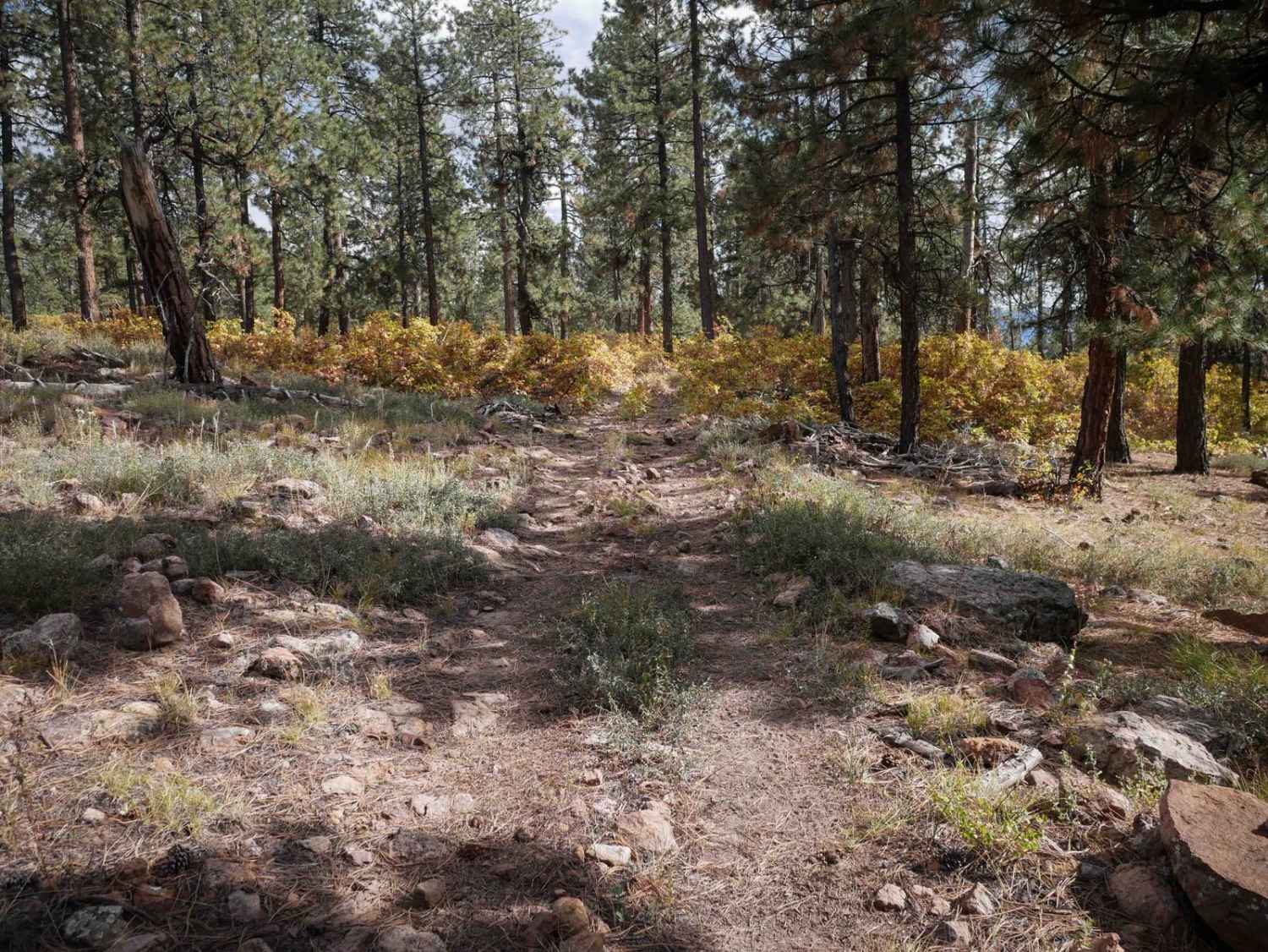 Mule Mountain Spur 1 