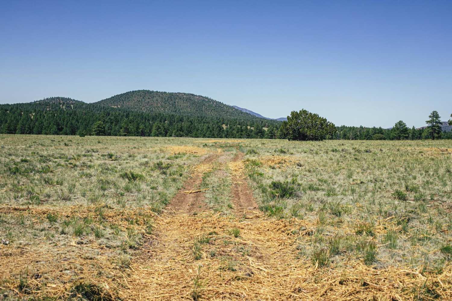 Hunters Meadow