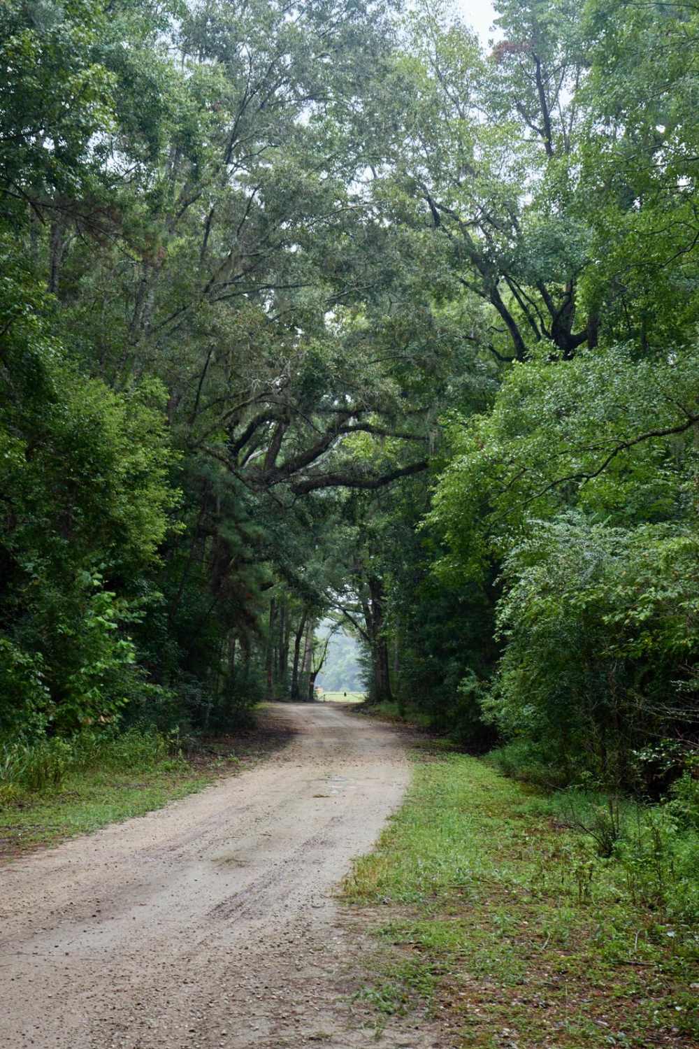 Bonneau Ferry WMA - Rice Hope Plantation