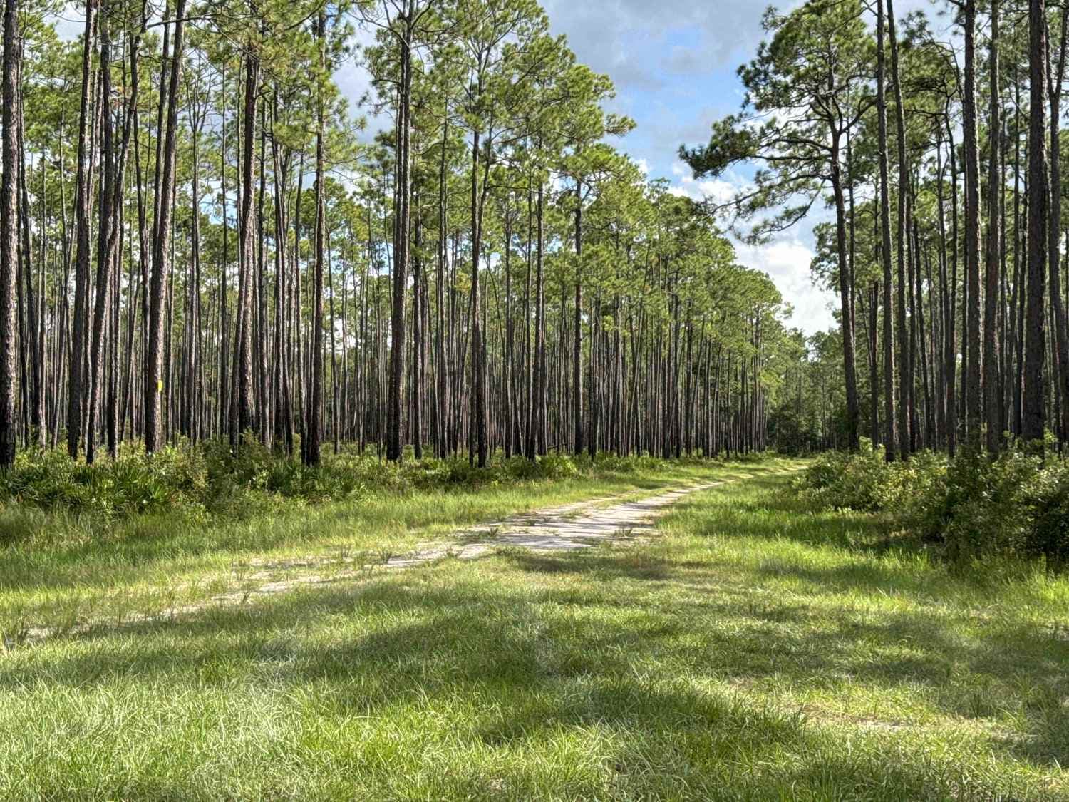 Church Grade Trail - Osceola NF 237