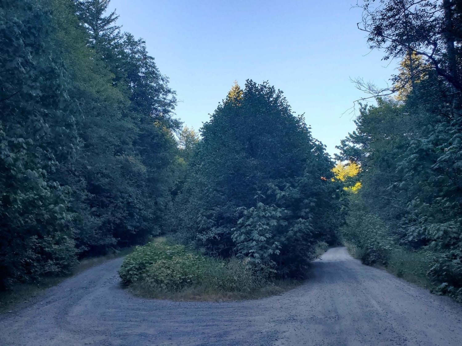 Deep Forest Connection Road 