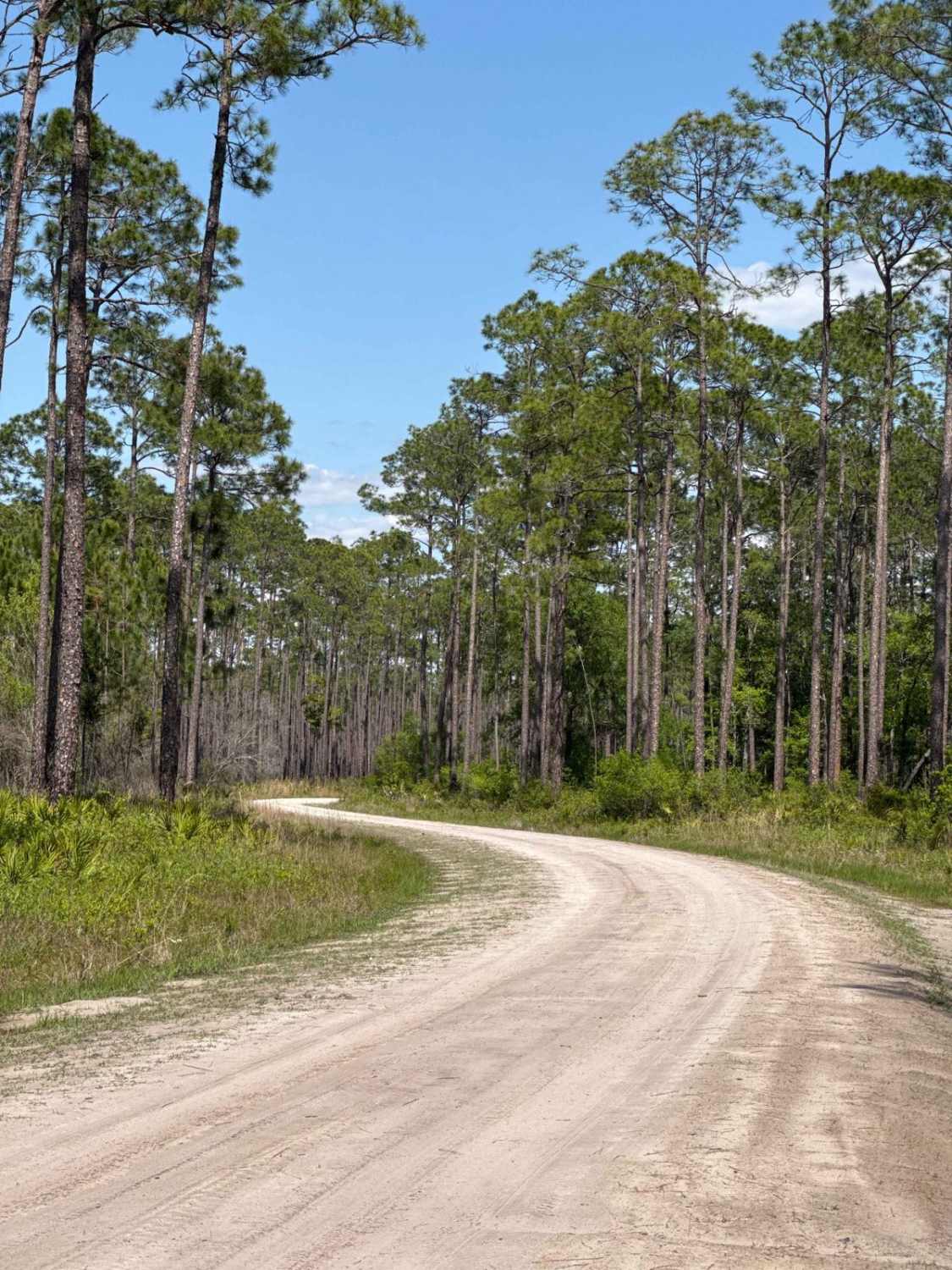Middle Prong - Osceola NF 232