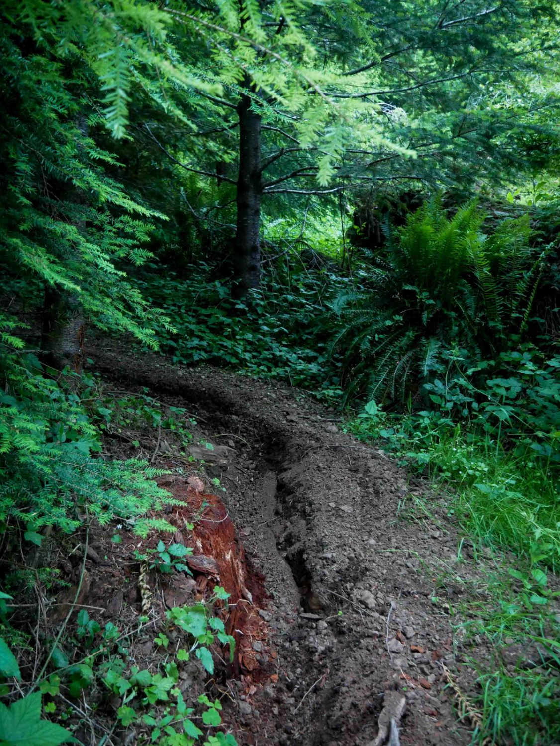 Fern Gully #49