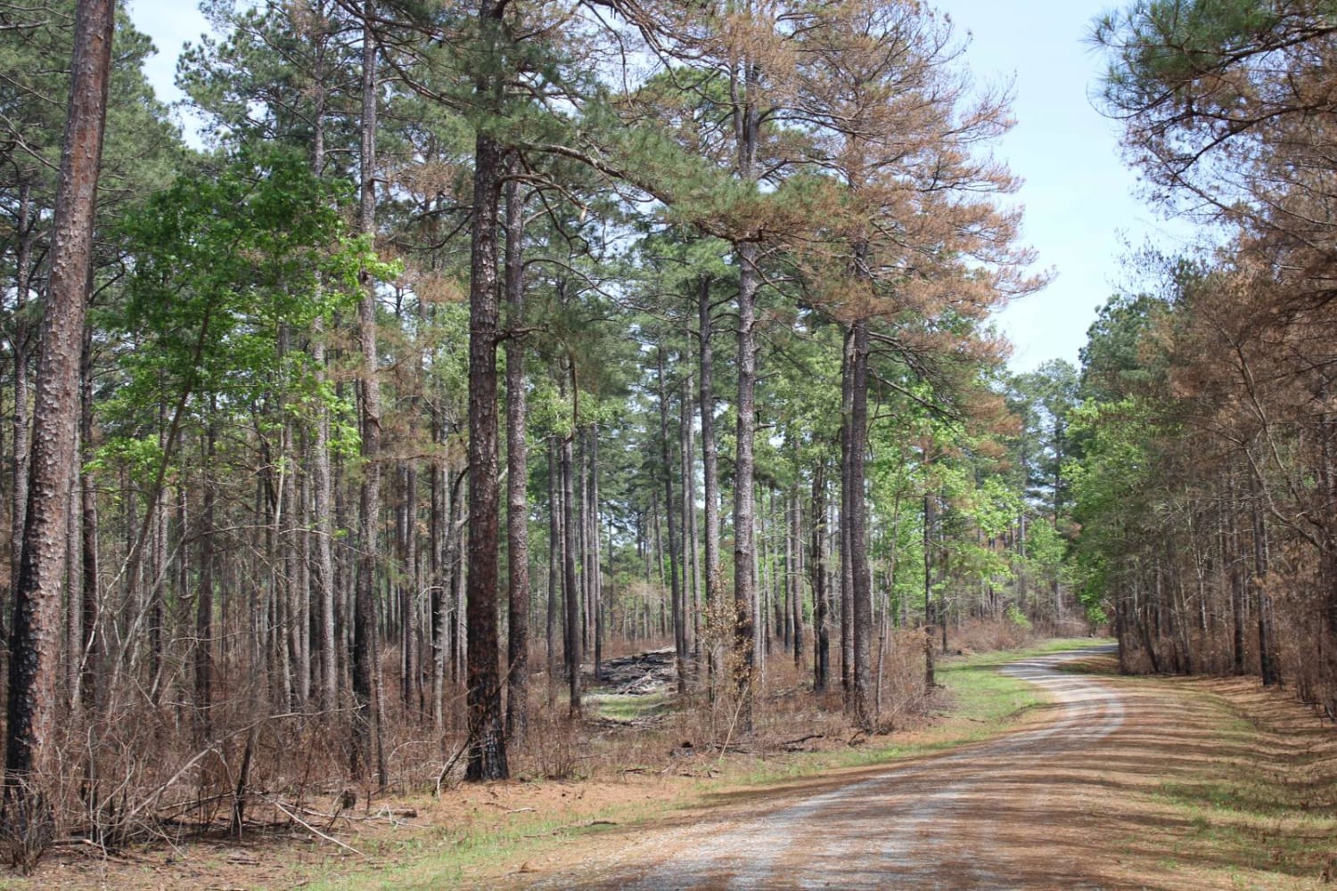 Circle Through the Past in Kisatchie