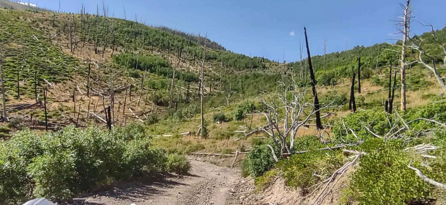 FS Trail #41040