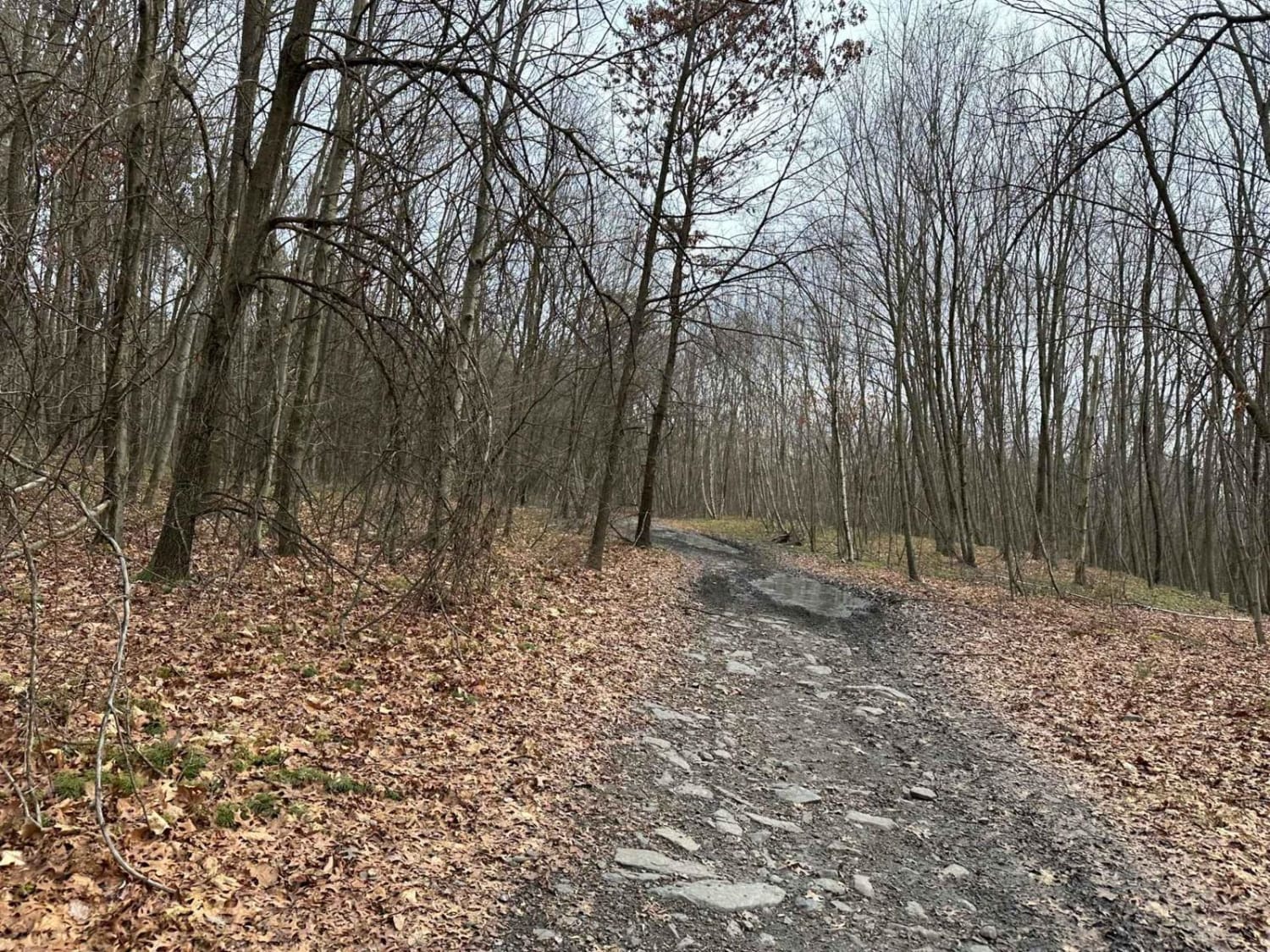Locust Gap 78