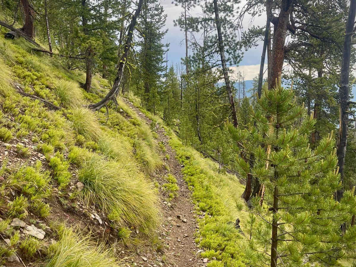 Divide NRT (Ditch Creek to Twin Creek Ridge) trail photo