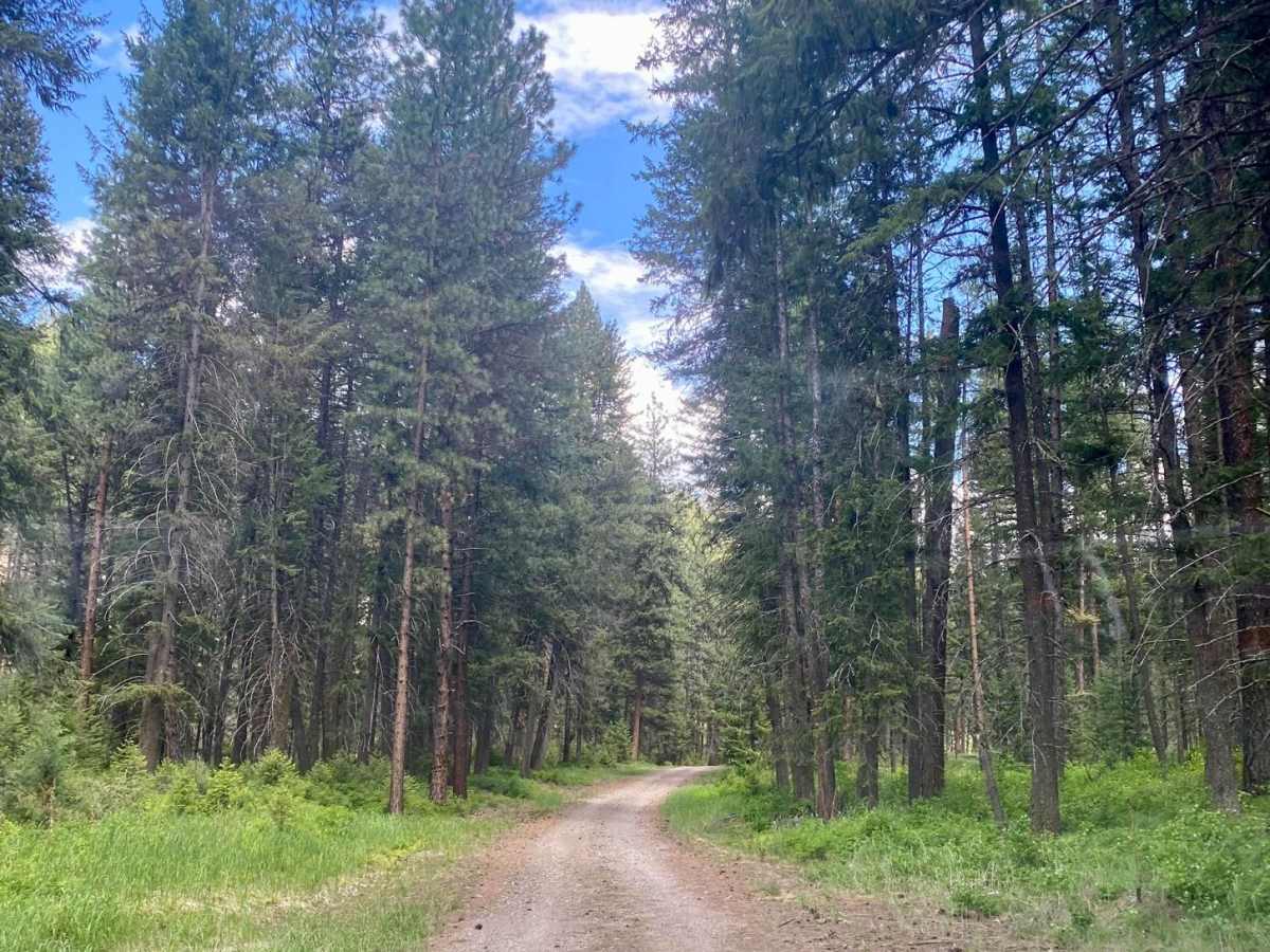 Eddy Creek Road-Deep Creek Road trail photo