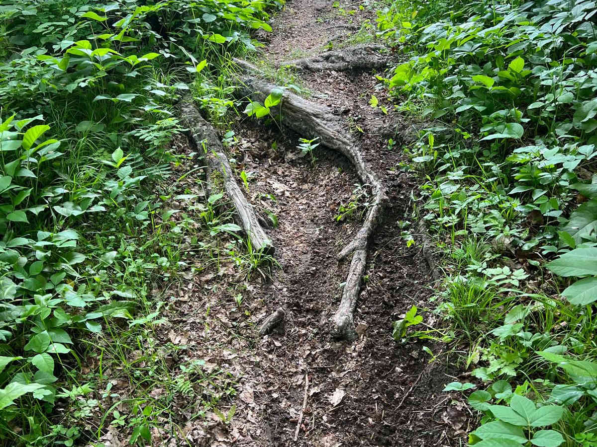 Paul Bunyan NW Loop Part 2 photo 5