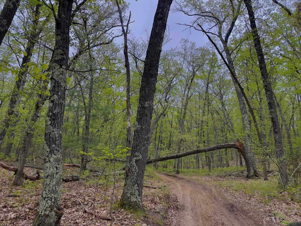 FS 8380 trail photo