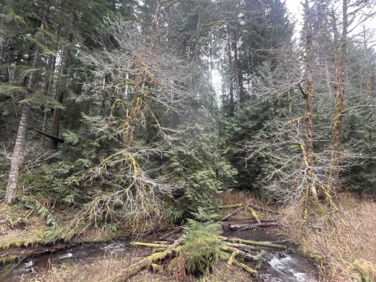 Derby Creek Road photo 3