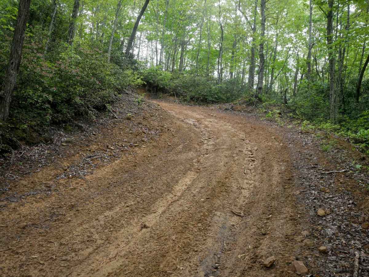 OP 100 photo 3