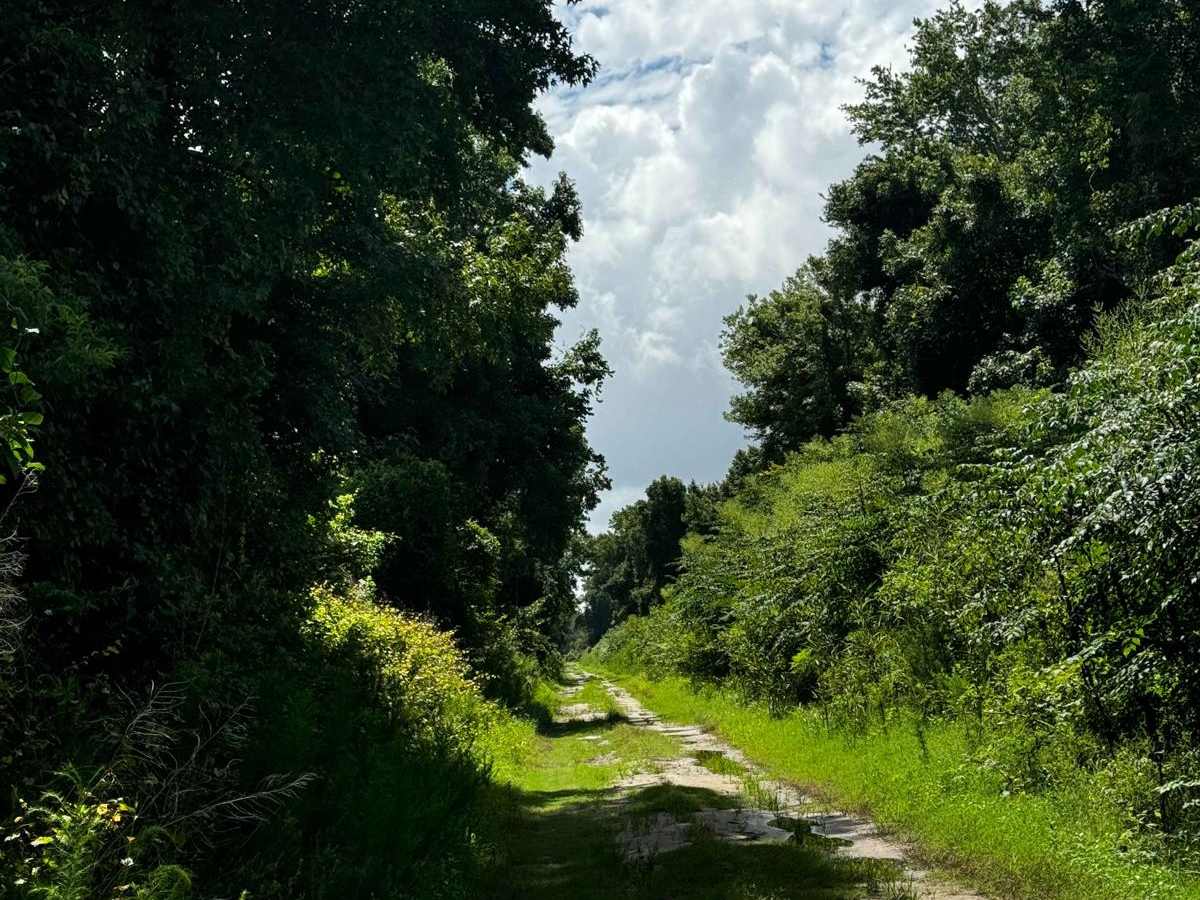 Western Road Pocosin National Wildlife Refuge photo 5