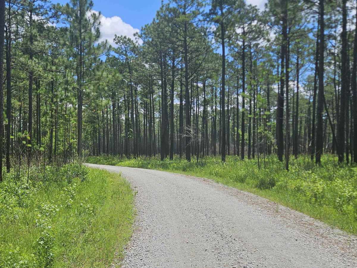 Southwest Croatan National Forest Loop trail photo