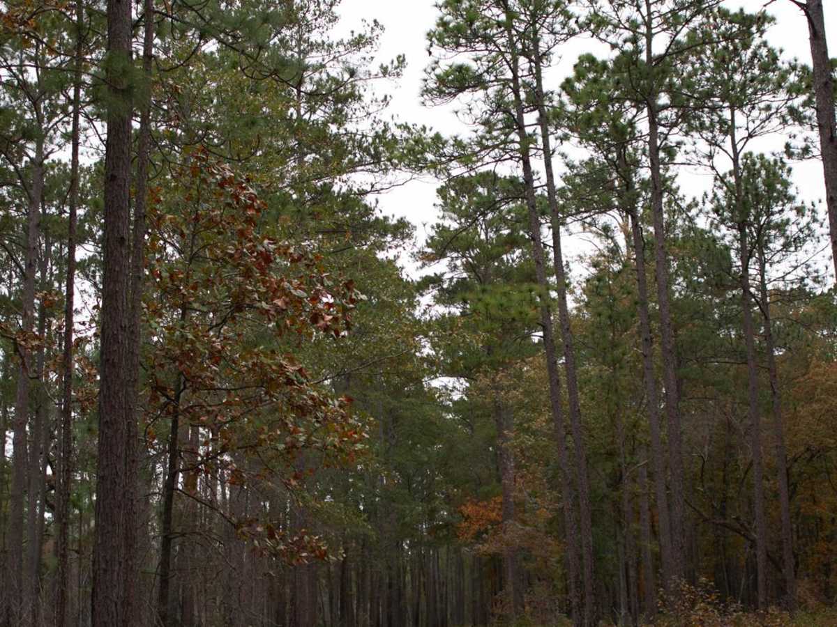 Donnelly WMA PT.4 photo 3