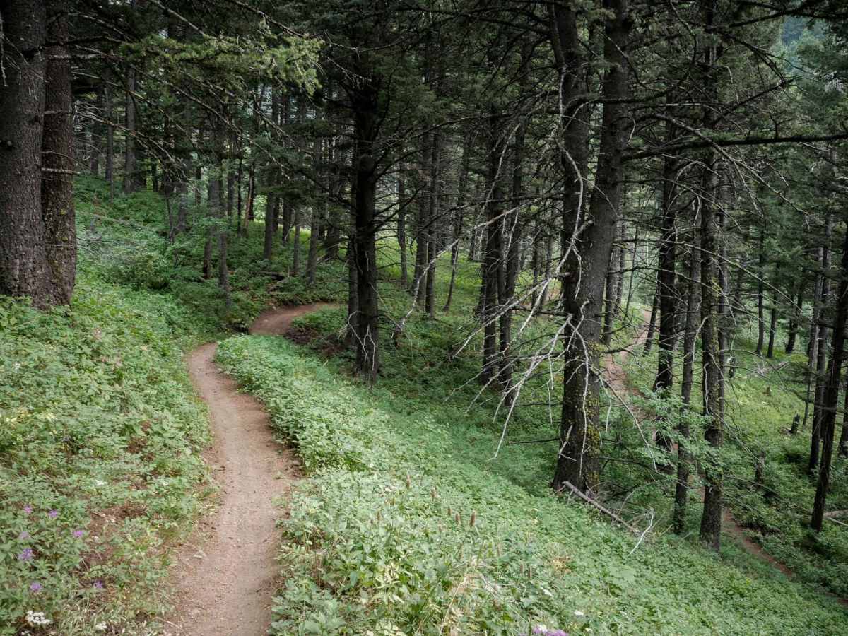 Truman Gulch trail photo