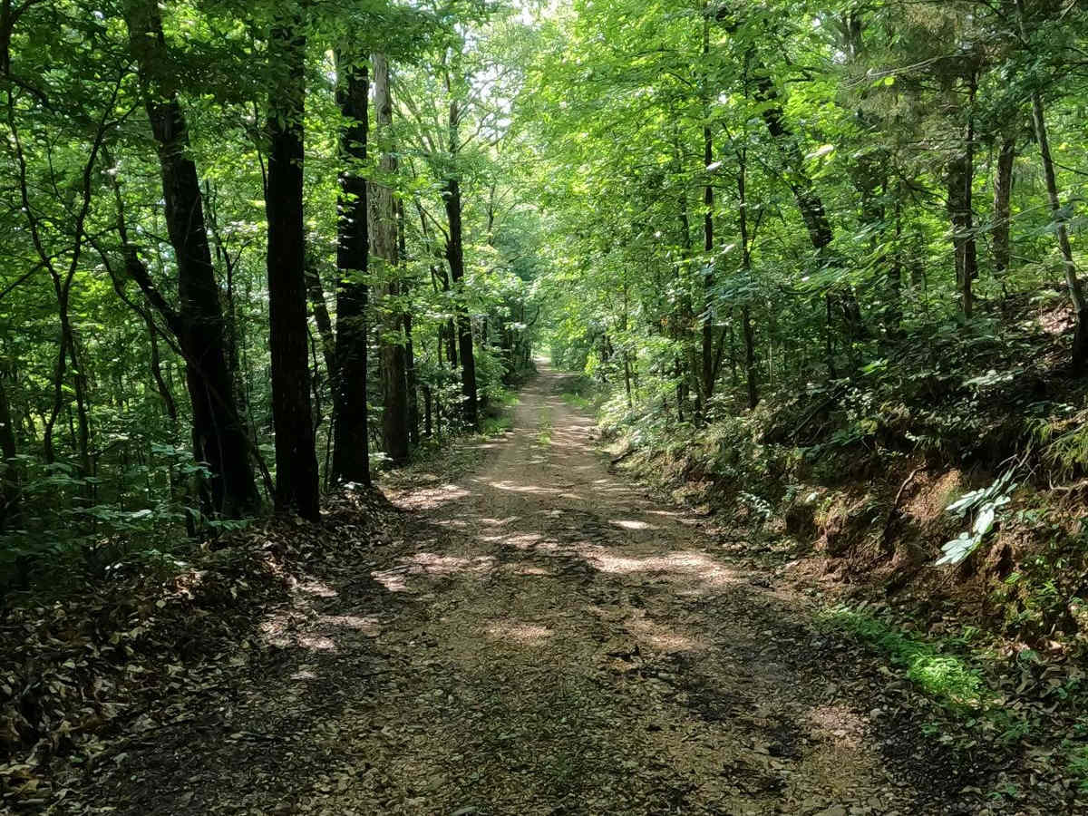 Turkey Creek Cemetery Road - FS 413 photo 2