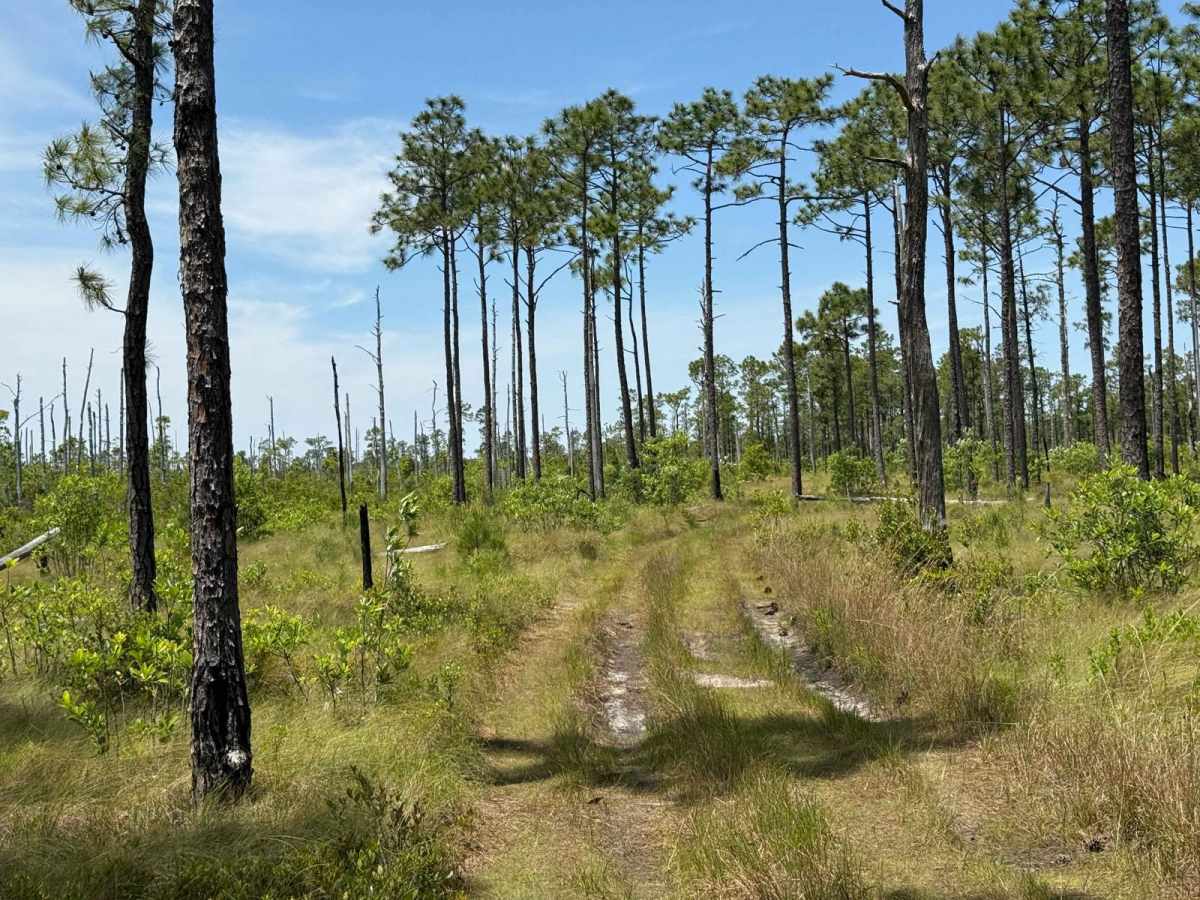 Pringle Road Spur 3 photo 5