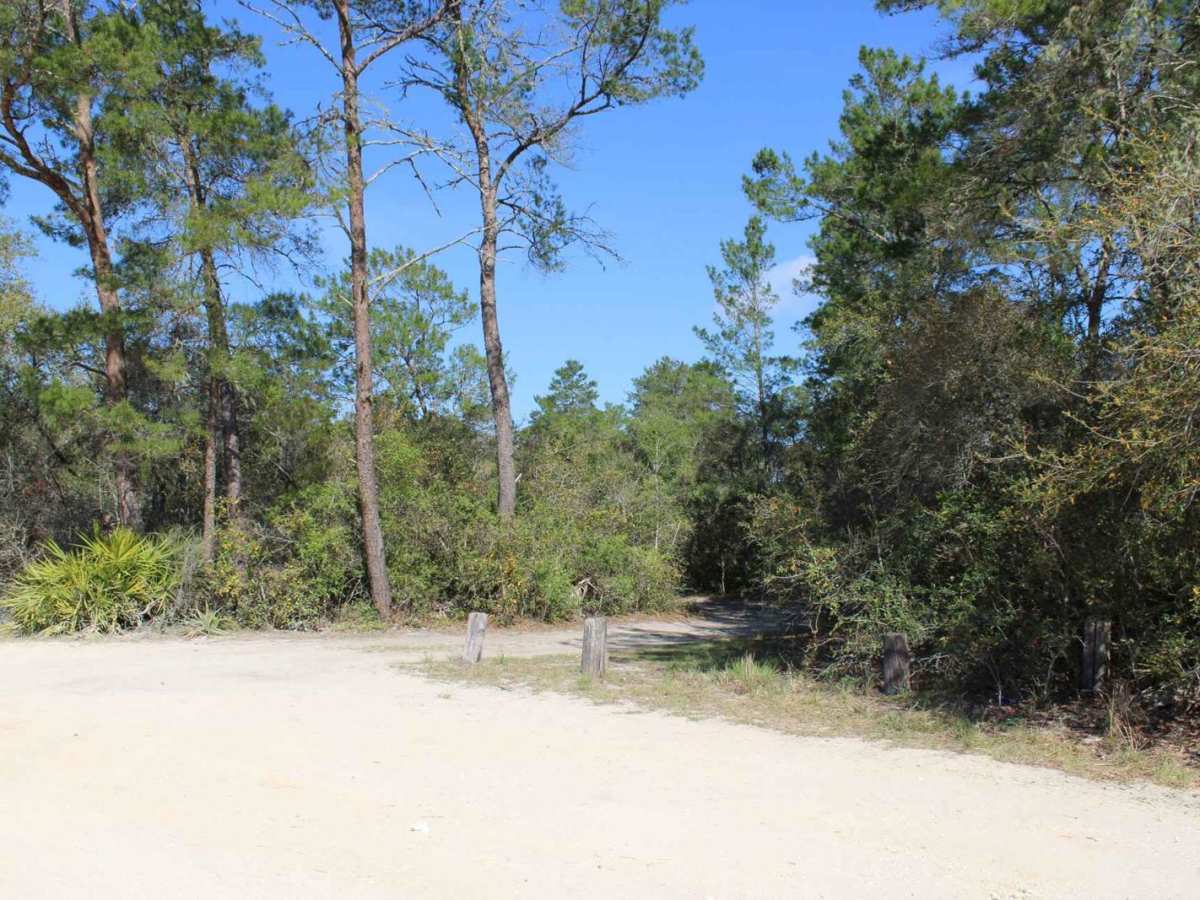 Ocala National Forest | Trail 50 photo 5