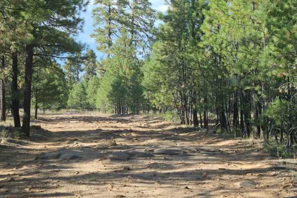 Forest Lakes to Sheep Creek Point