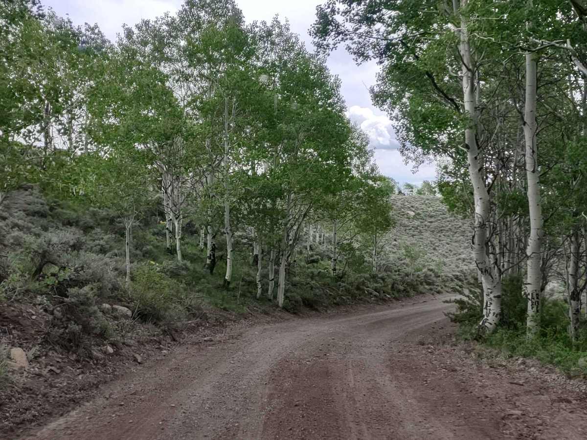 Box Creek Road (FS# 40069) photo 3