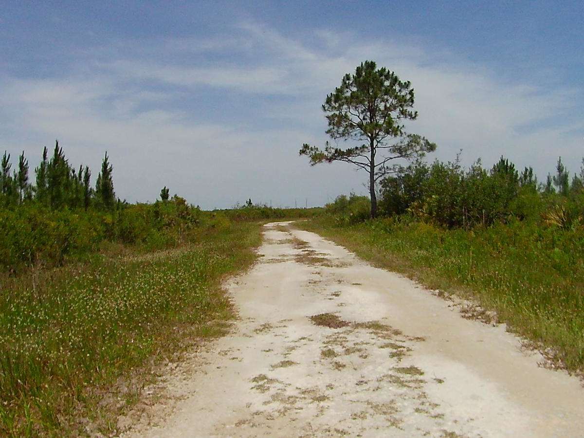 Tom Gunter Road photo 4